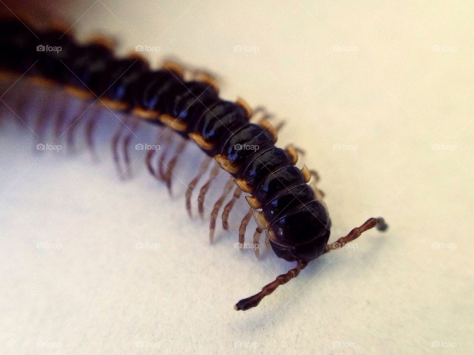 Florida Centipede