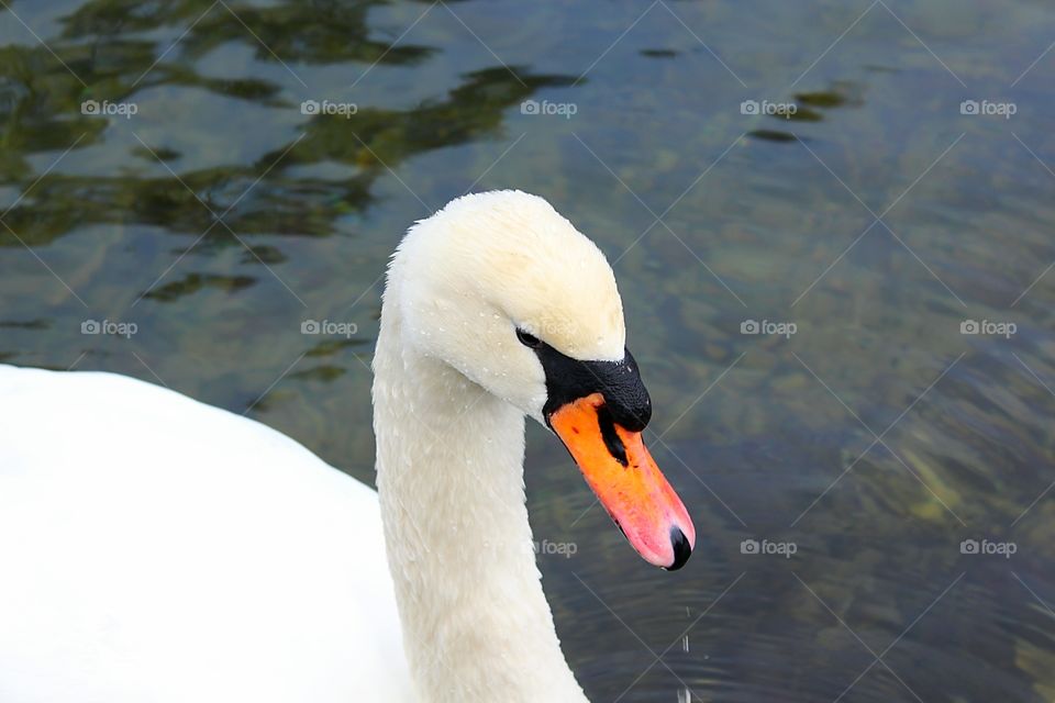 beauty of a swan