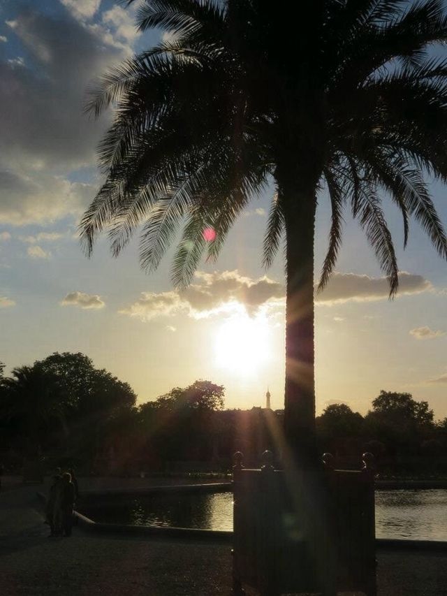 Palm tree