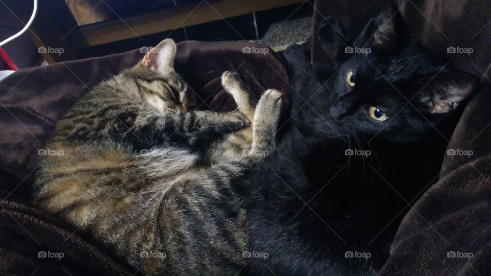 my 4 year old cat, Jareth (left) and my fiance's 9 month old cat, Roxy (right) have put their differences aside for a nice nap.