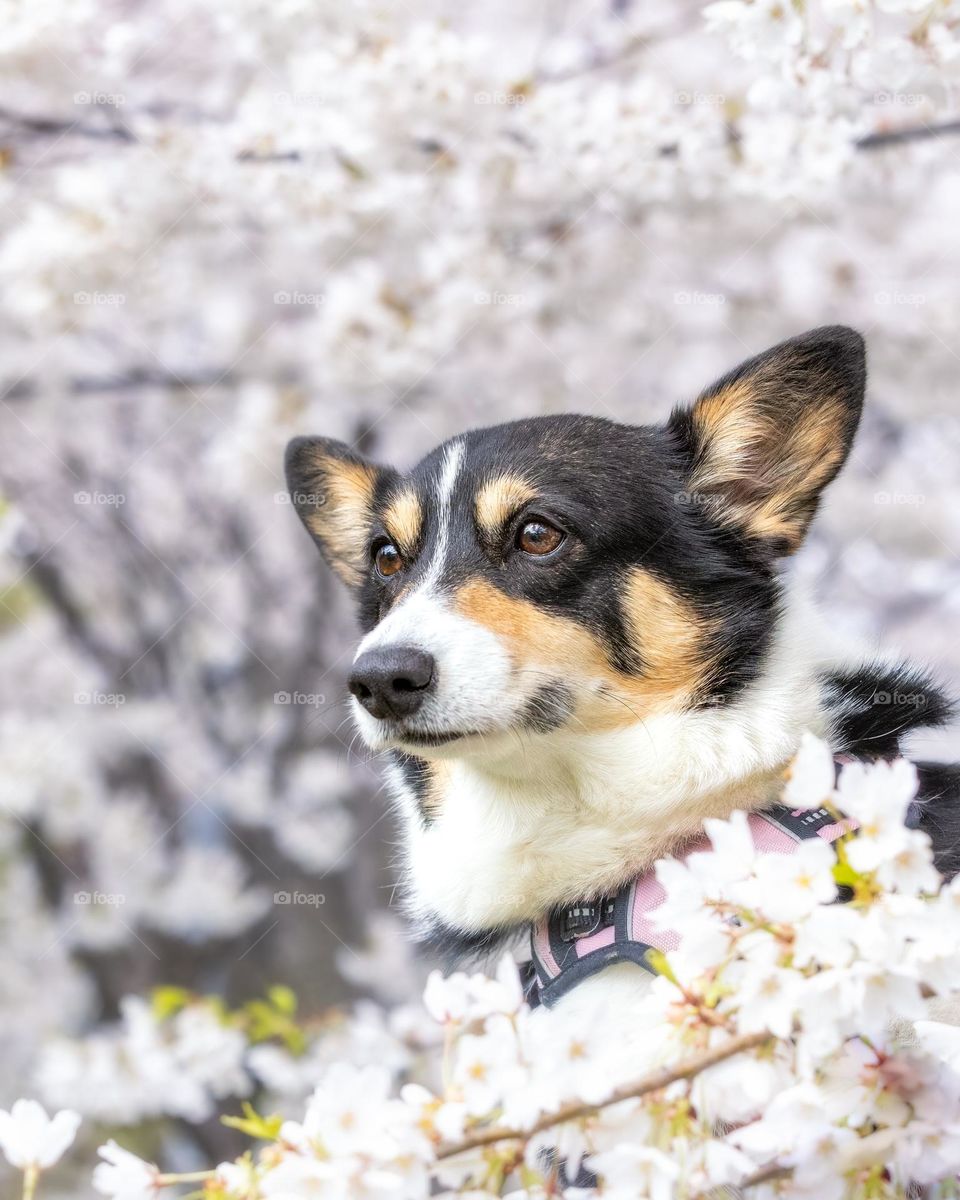 Adorable portrait of a corgi pup surrounded by blooming cherry blossom trees