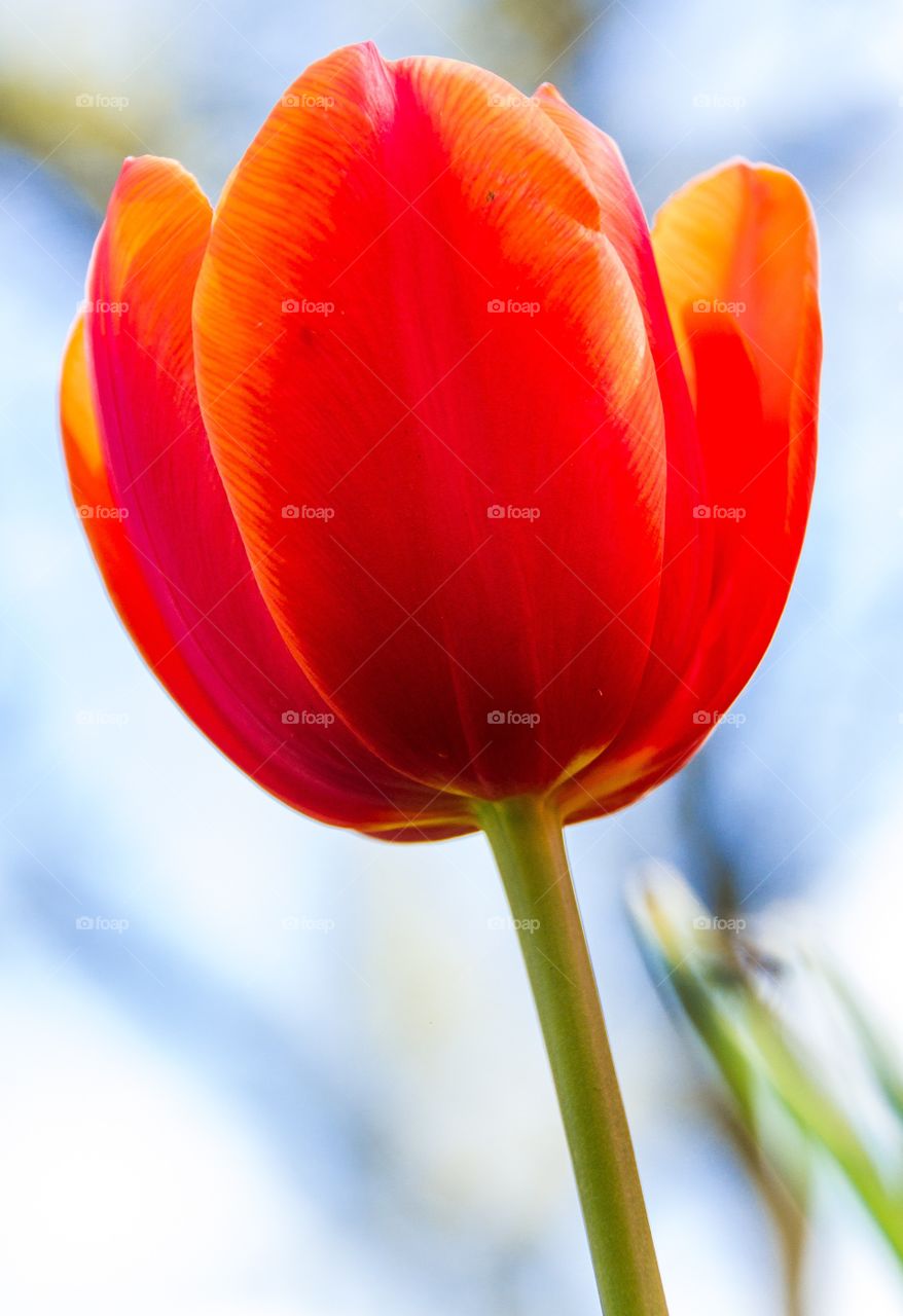 Close-up of flower tulip