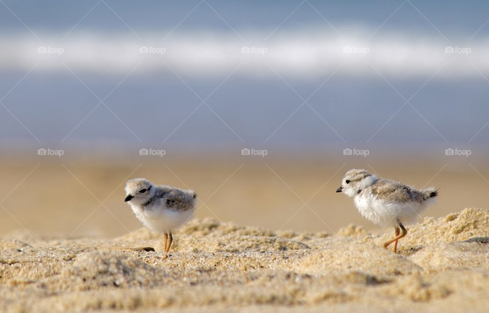 Baby piping plover on the beach