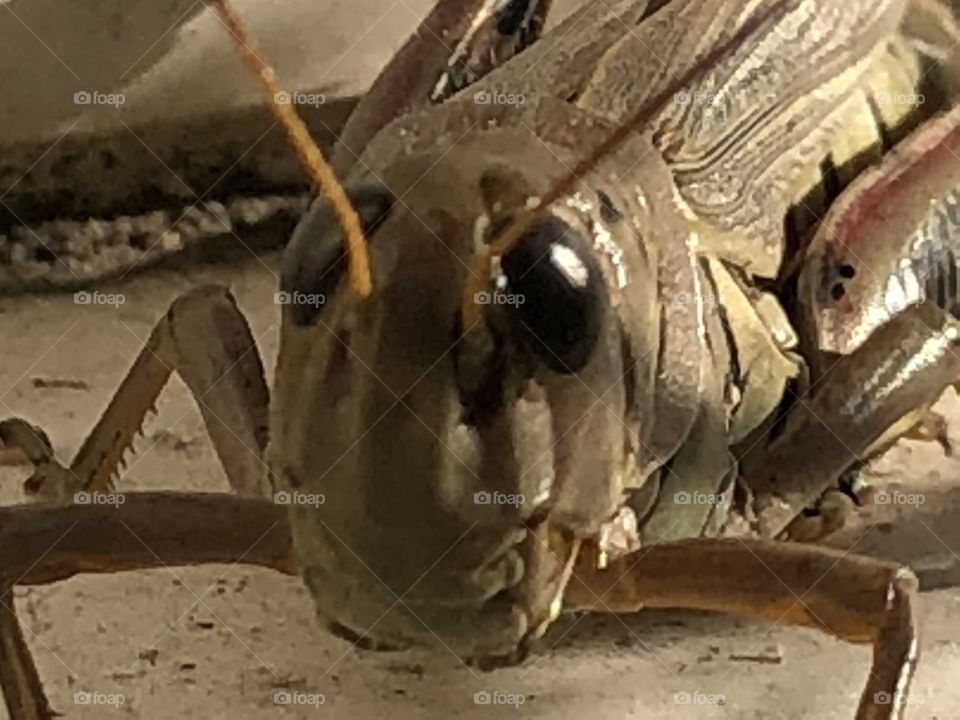 Cool closeup of a grasshopper