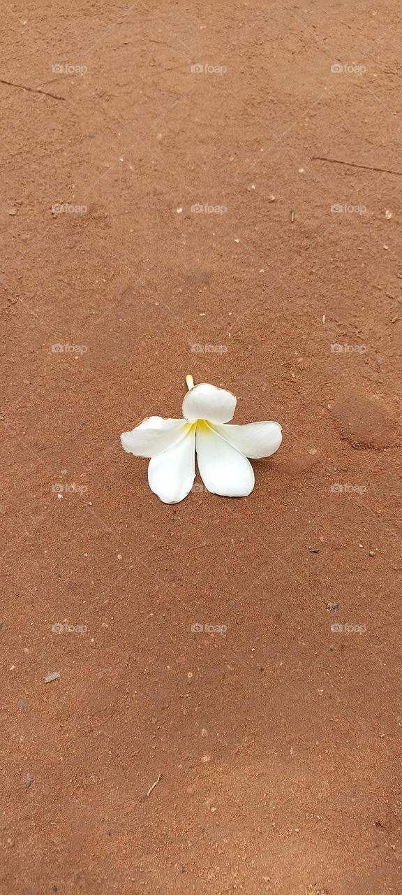 Plumeria alba