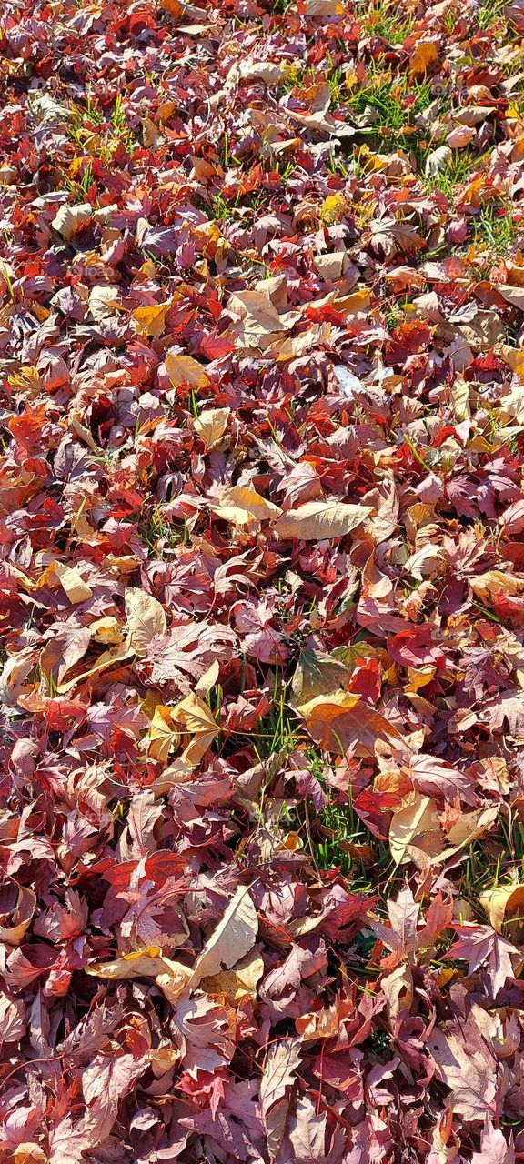 fall leaves on the ground