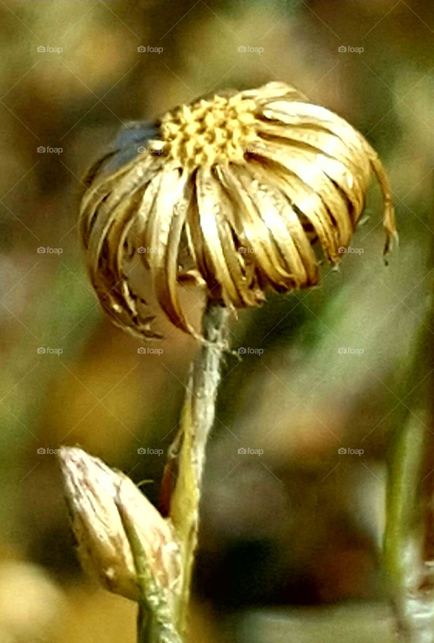 No Person, Outdoors, Nature, Leaf, Flower