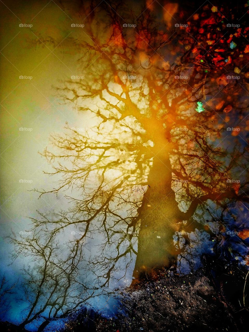 tree in puddle
