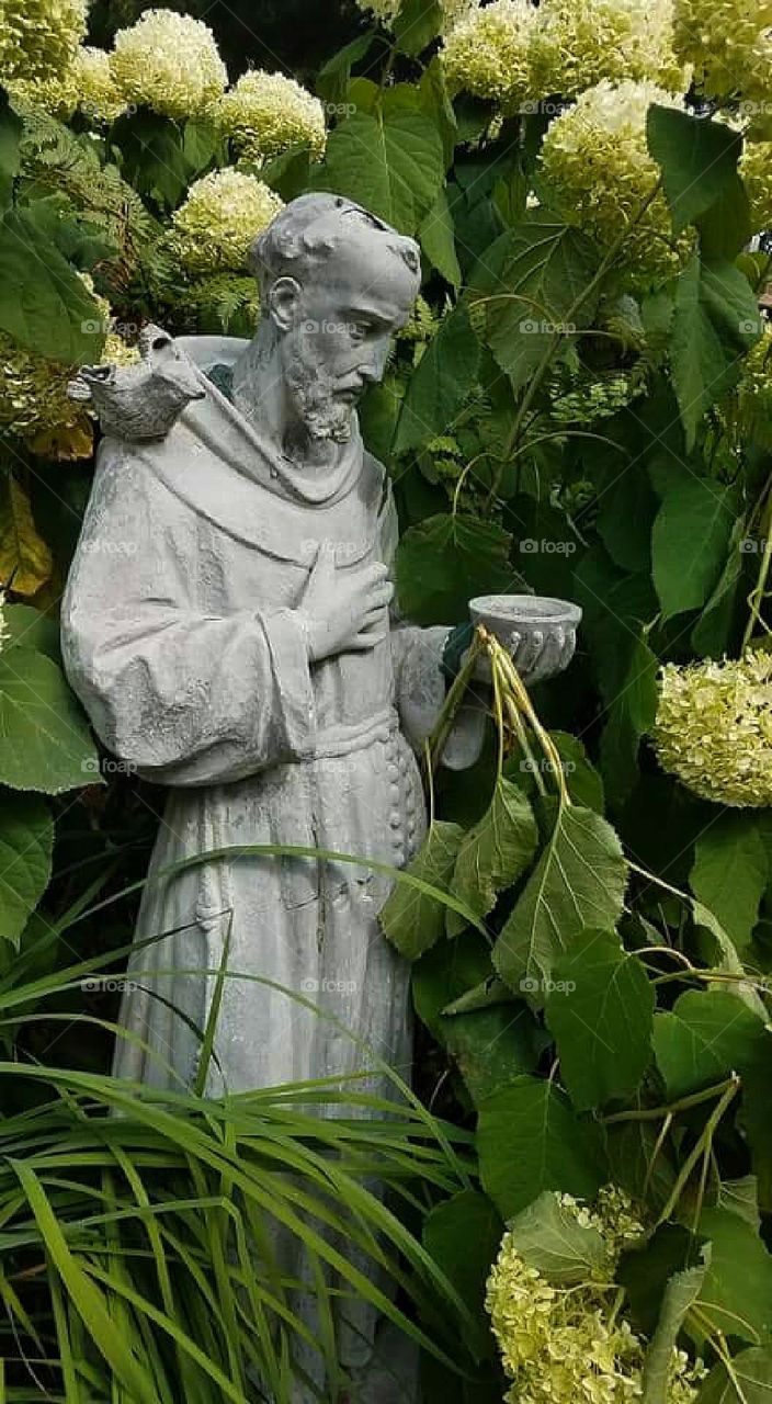 Saint Francis in the hydrangeas