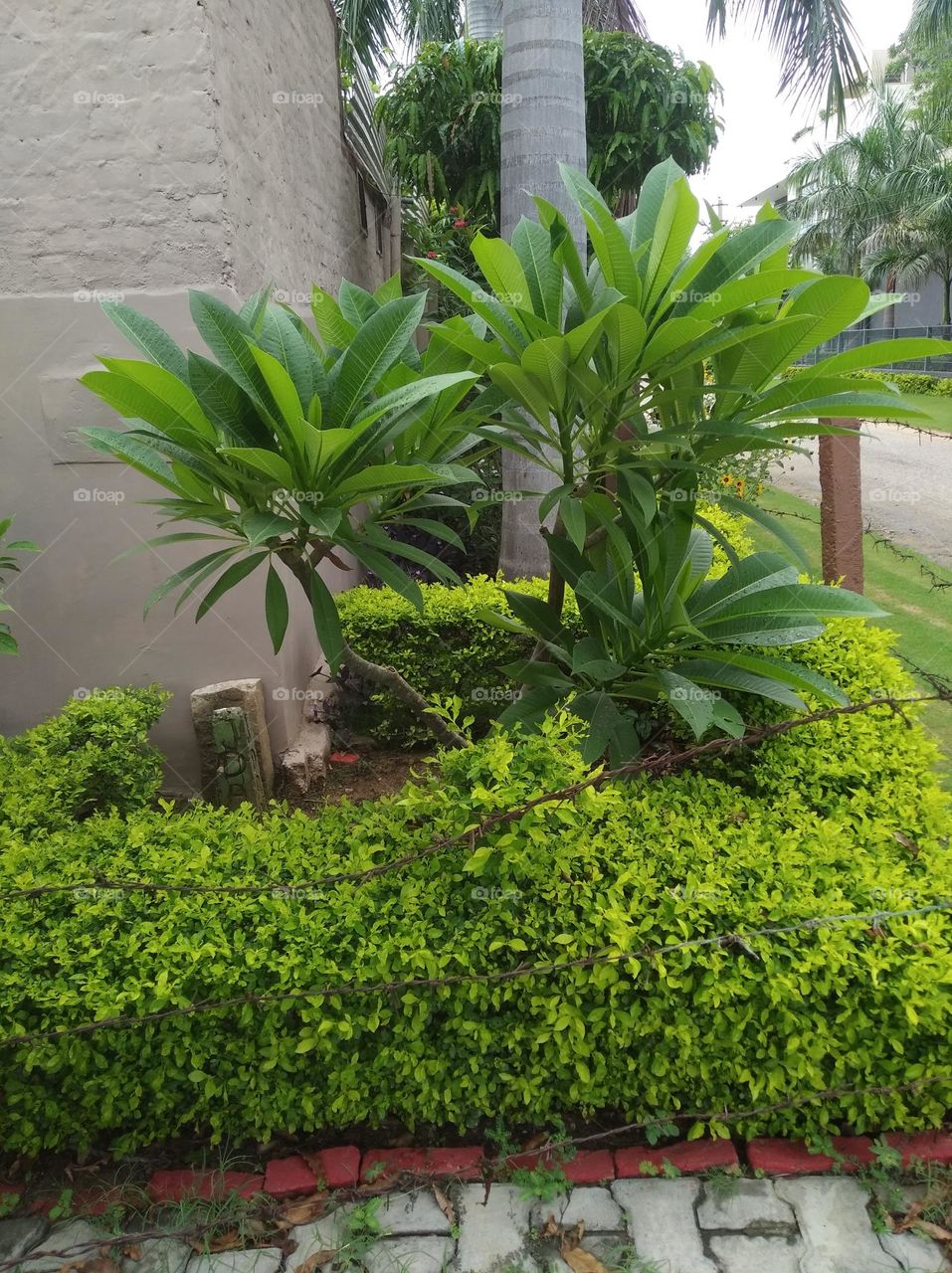 green shurb small size looks very beautiful generally found everywhere seasonal fresh