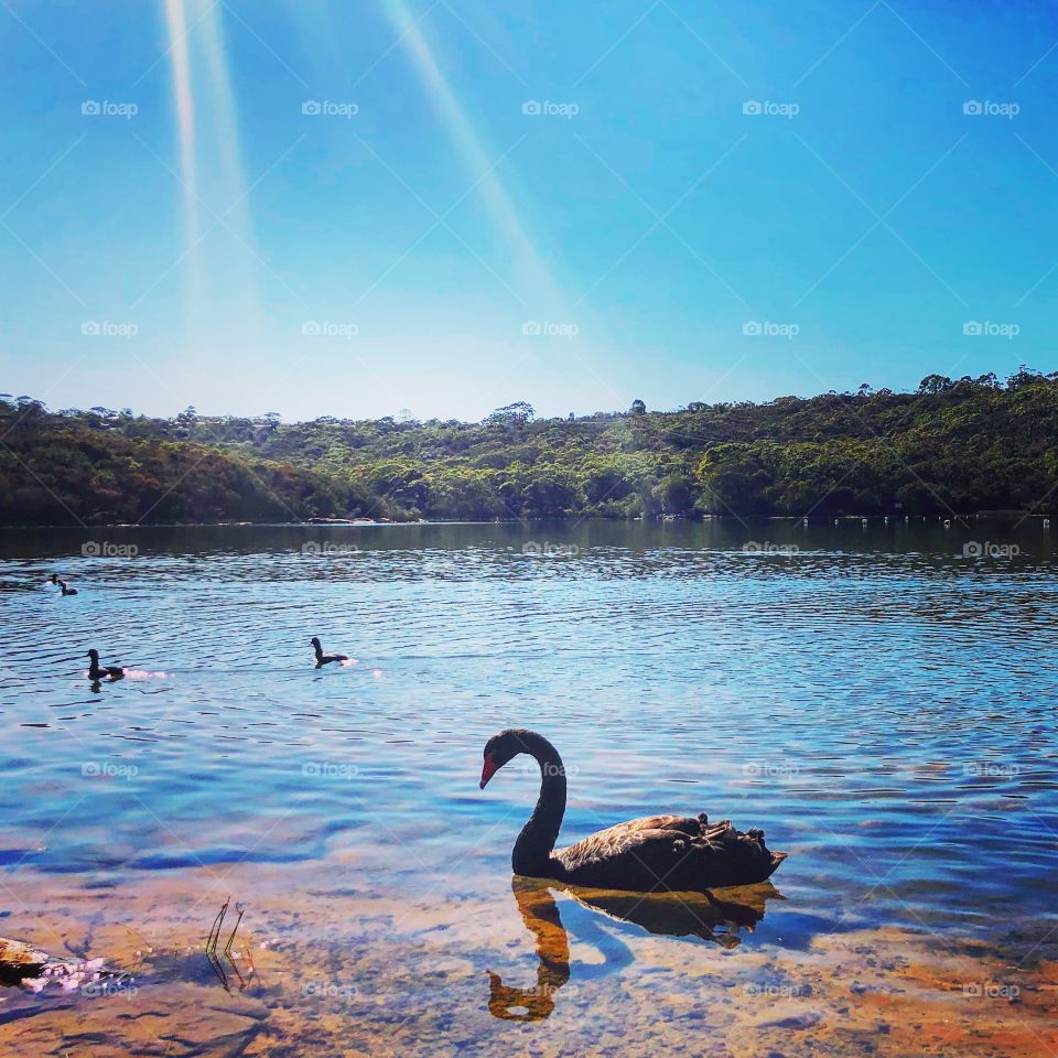 The black swan at the lake 