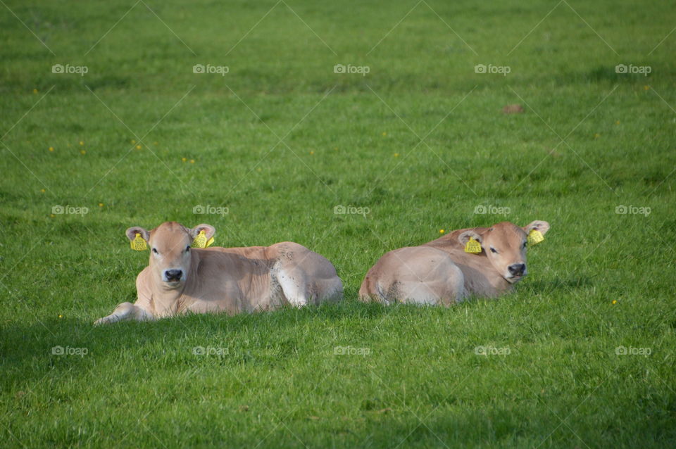 Two Young Cows In The Grass