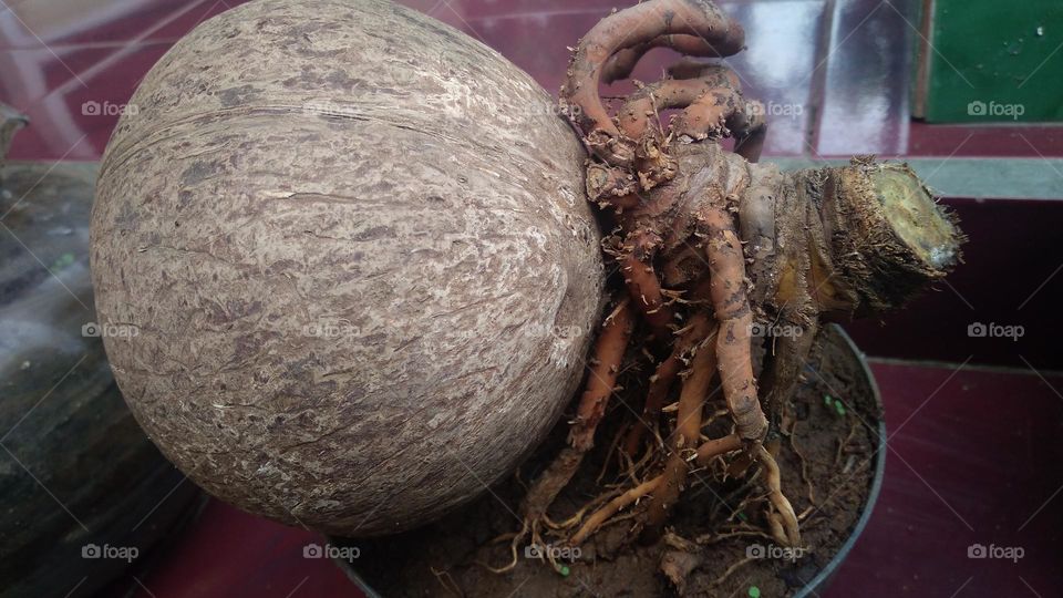 coconut trees planted in plastic containers in the yard of the house