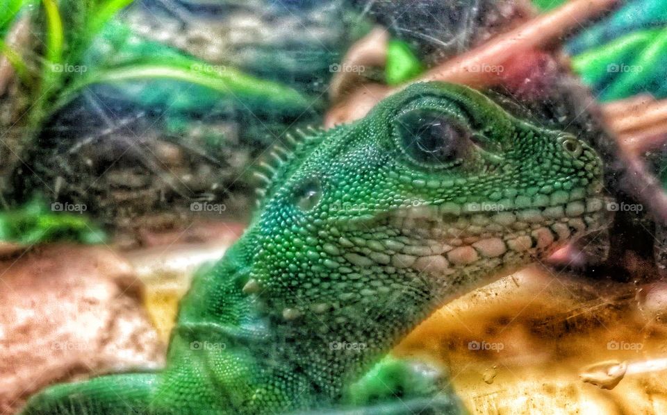 Iguana
