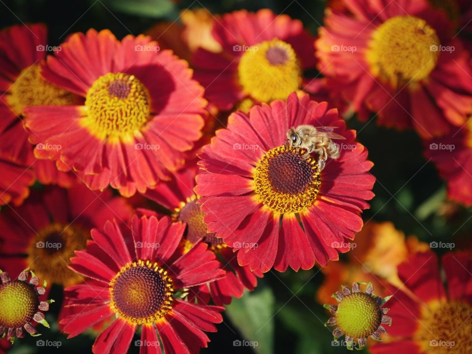 Summer flowers