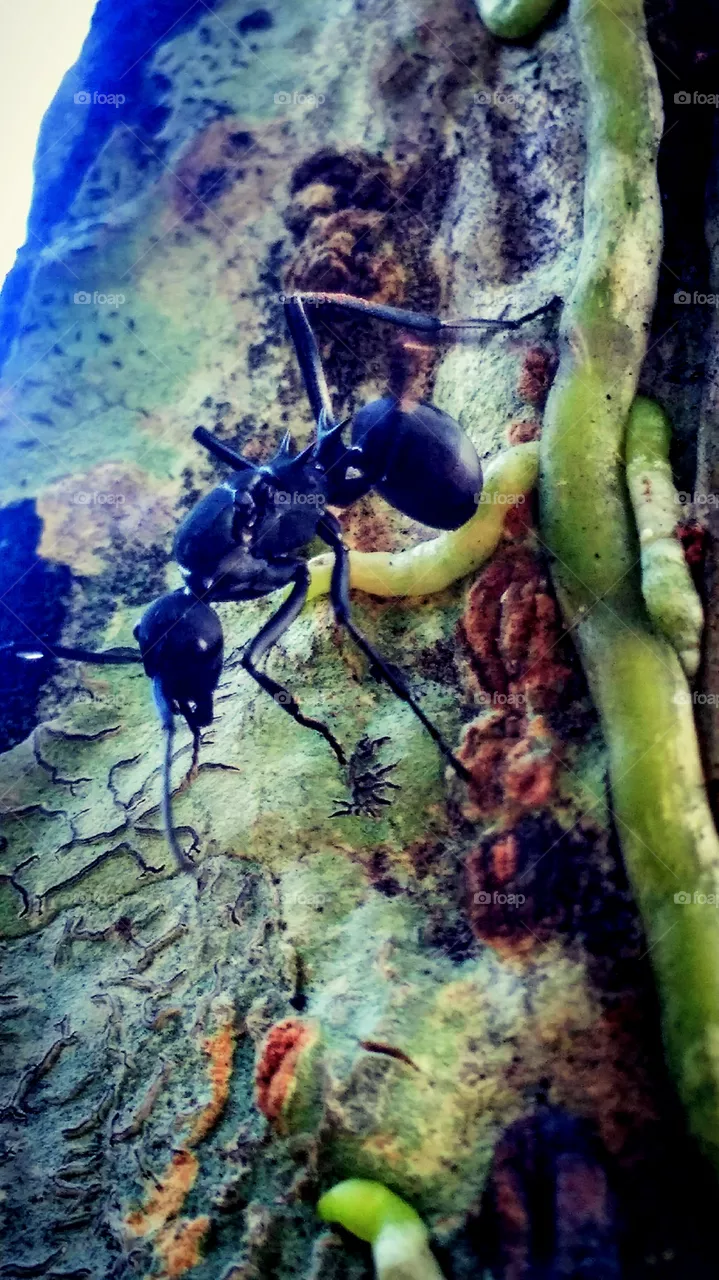 ant