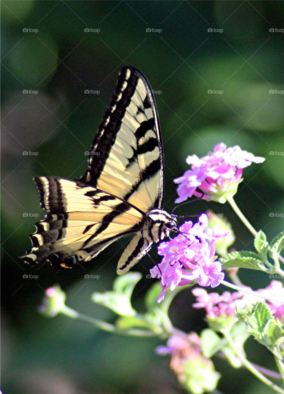 Swallwtail. Swallowtail butterfly in my backyard