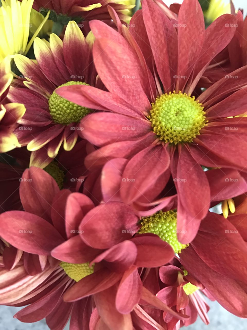 Close-up of a flowers