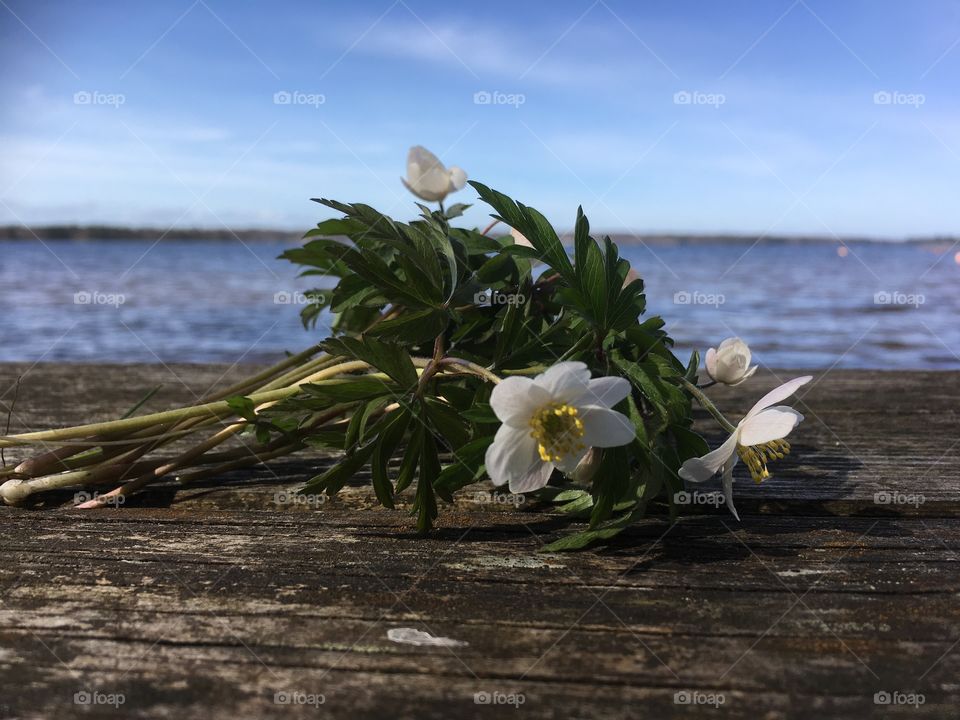 Wood anemone