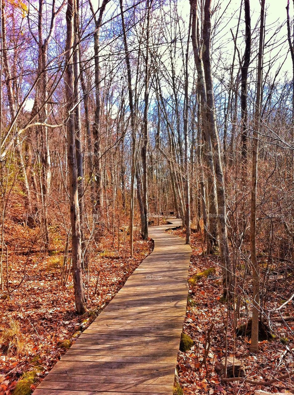 Dinosaur State Park, CT