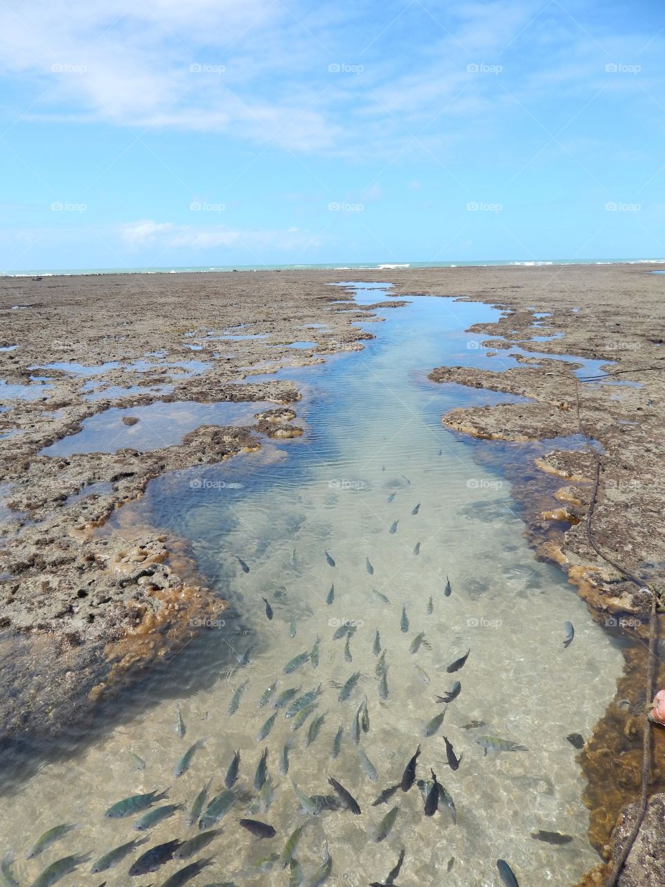 The path on the reefs.