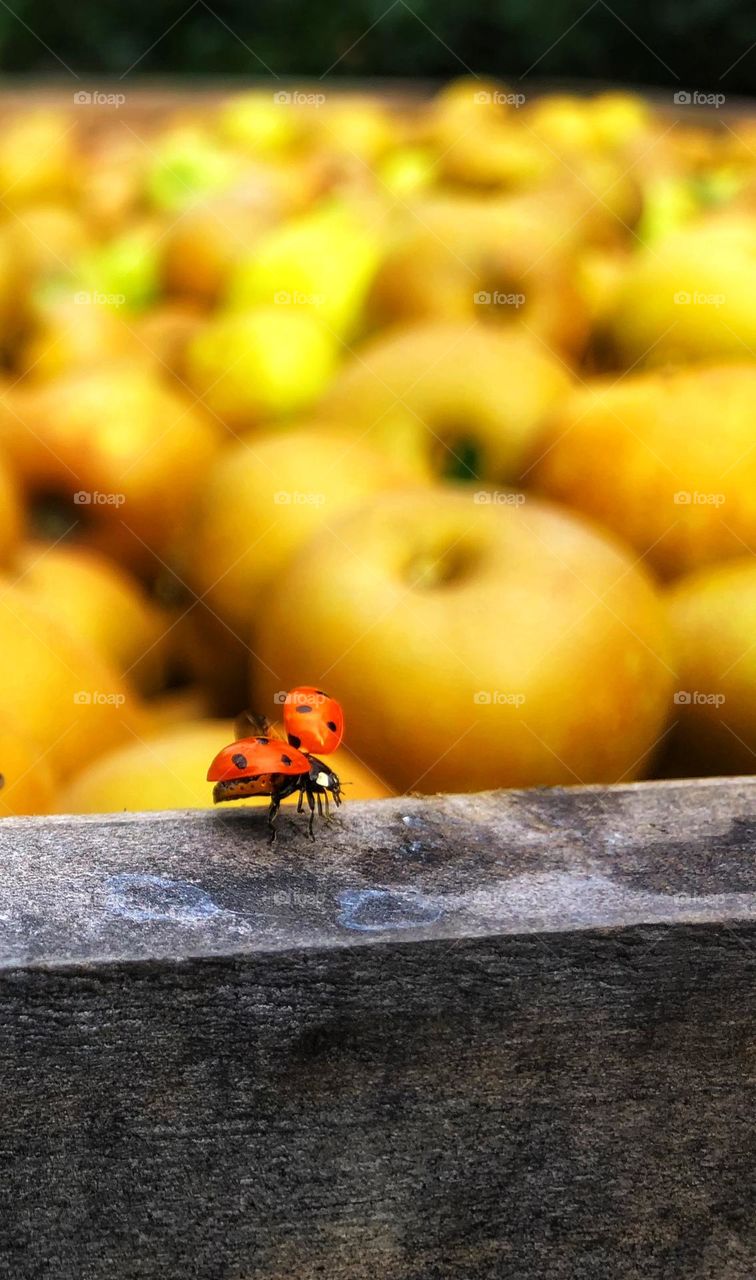 Ladybug 