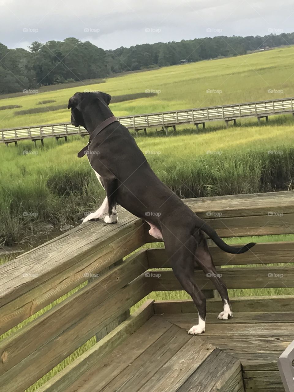 Roko enjoying the marsh view from the top deck.