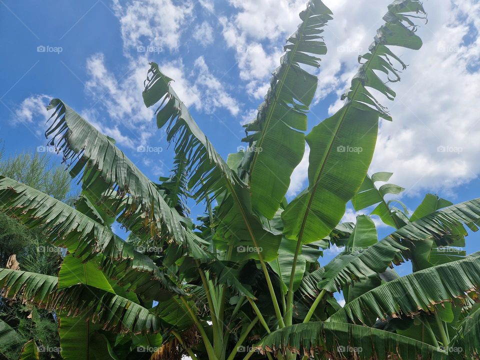 Banana tree