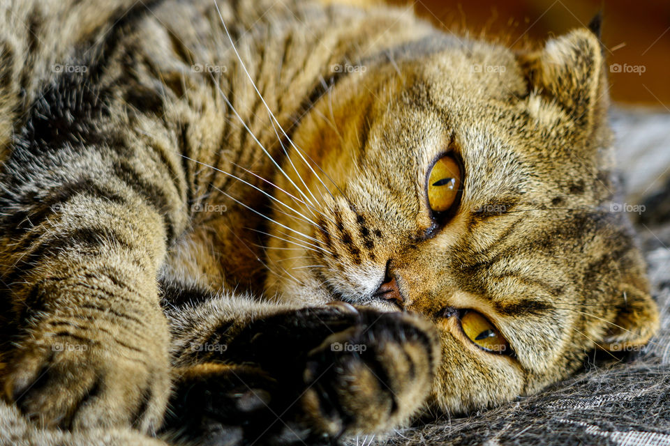 beautiful brown stripped scottish fold cat against a blurred background