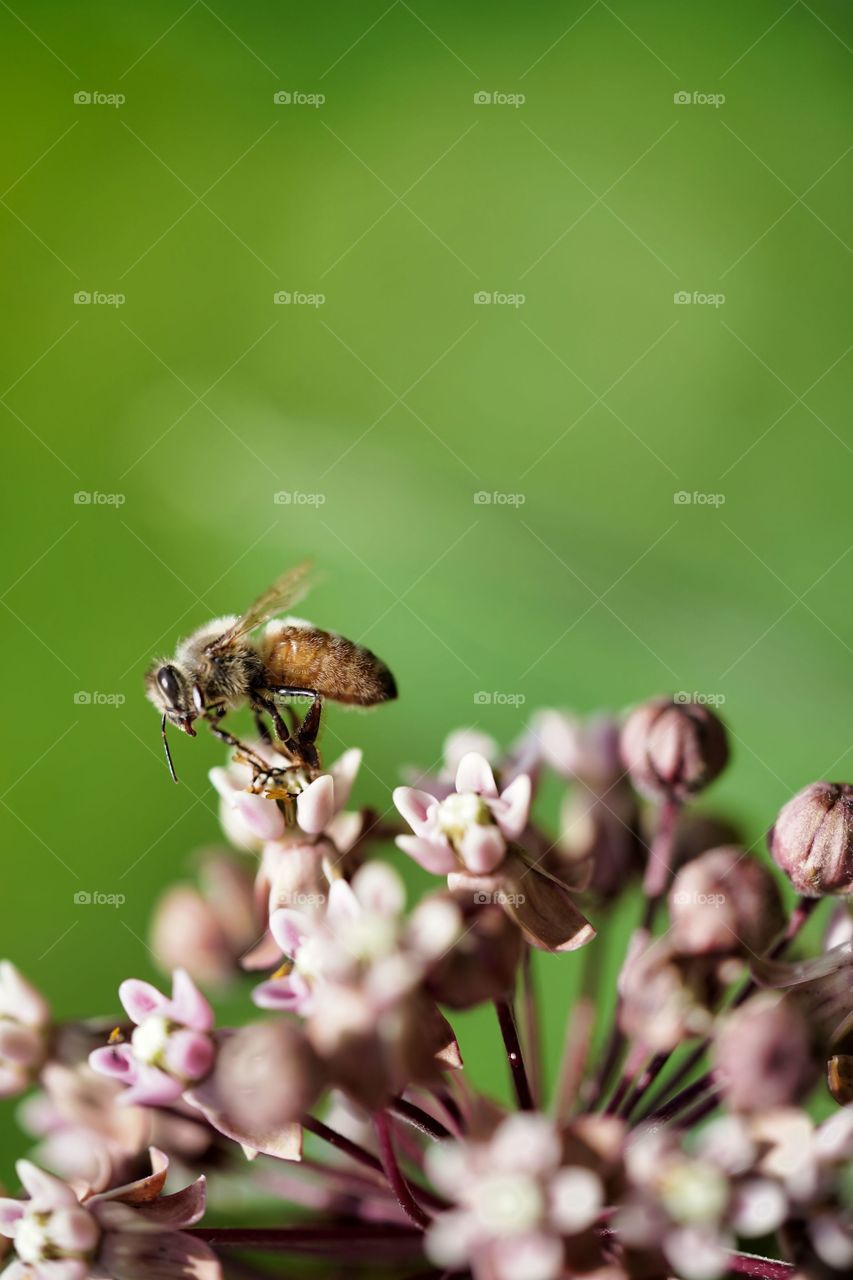 bee