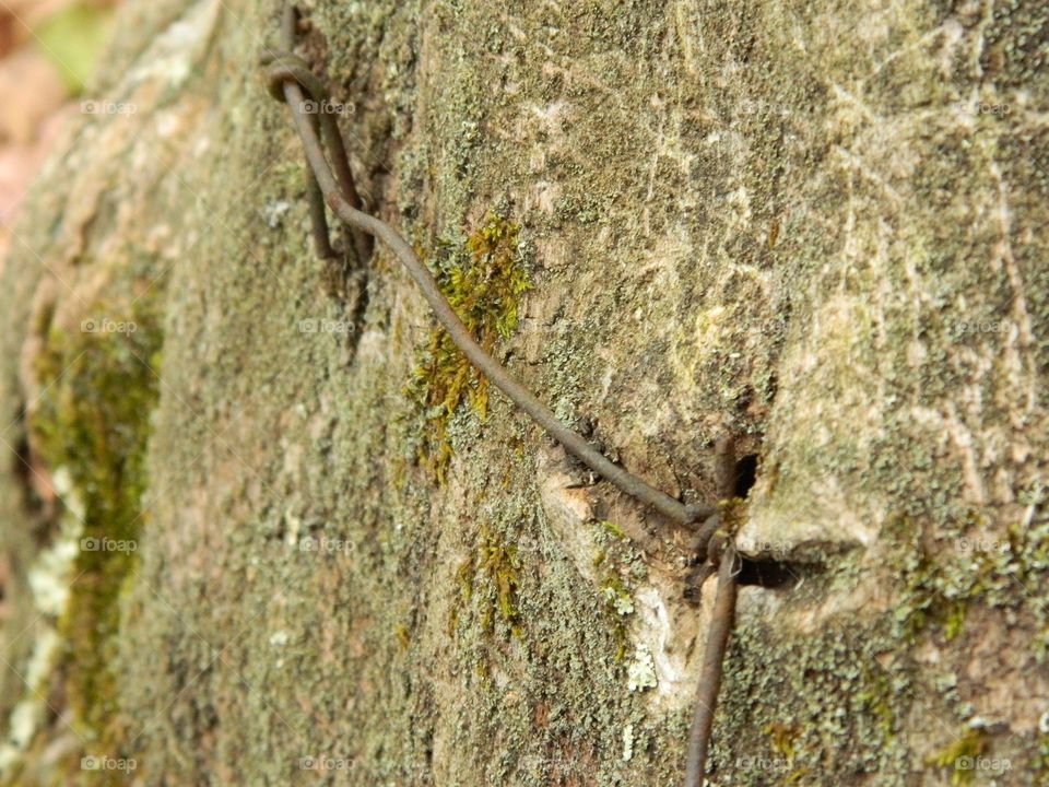 barb wire grown into tree