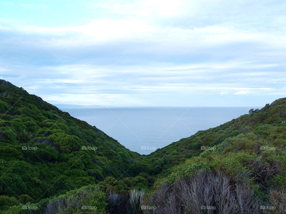 view over the forest in new Zealand, east  coast