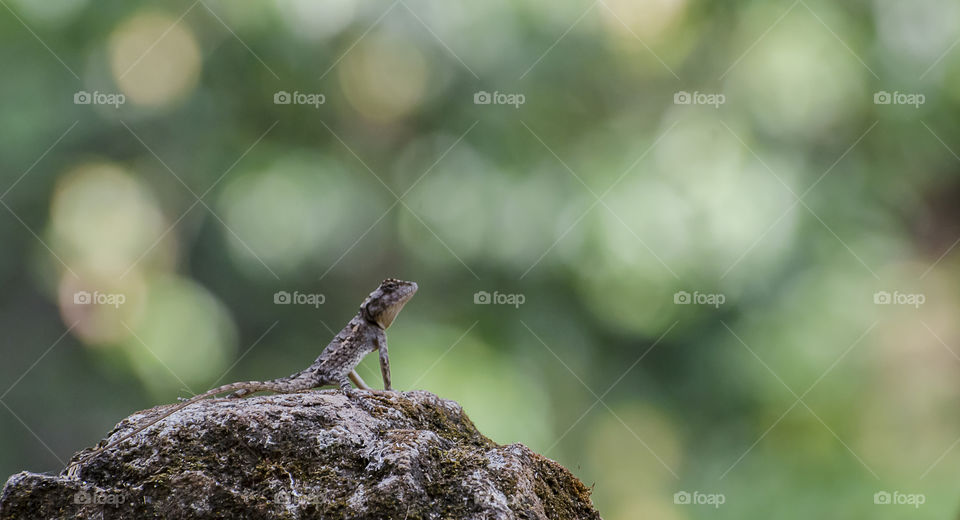 garden lizard