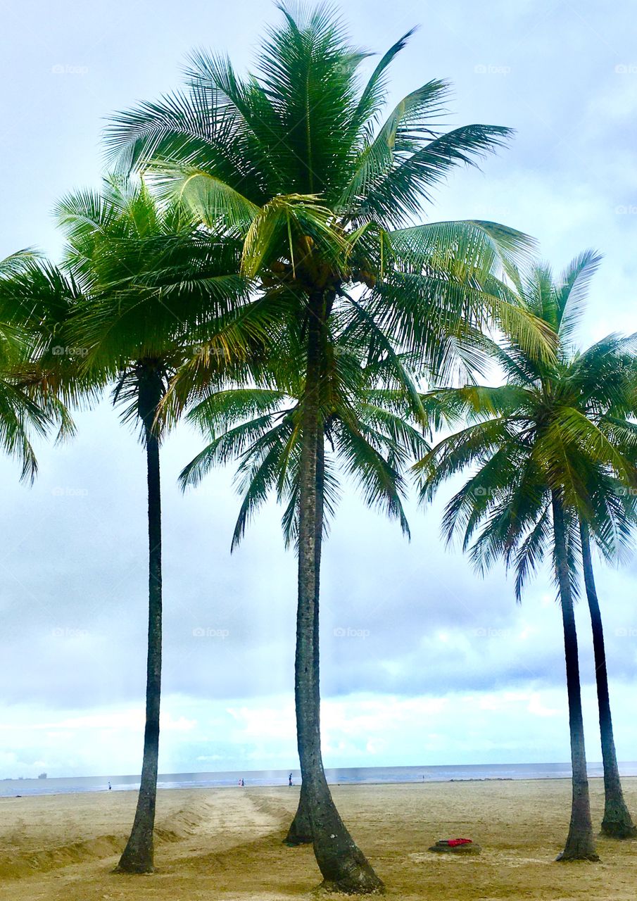 (Optical illusion) Palm trees on the coast!  Notice: is the sea that is out of the flat and is it crooked or is it the trees?
/ (Ilusão de ótica) Palmeiras no litoral! Repare: é o mar que está fora do plano e ficou torto ou são as árvores? 