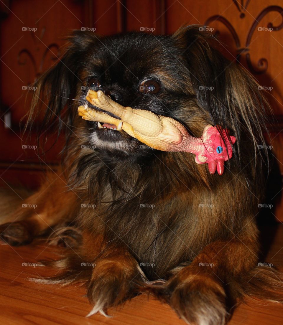 Pekingese dog and his toy