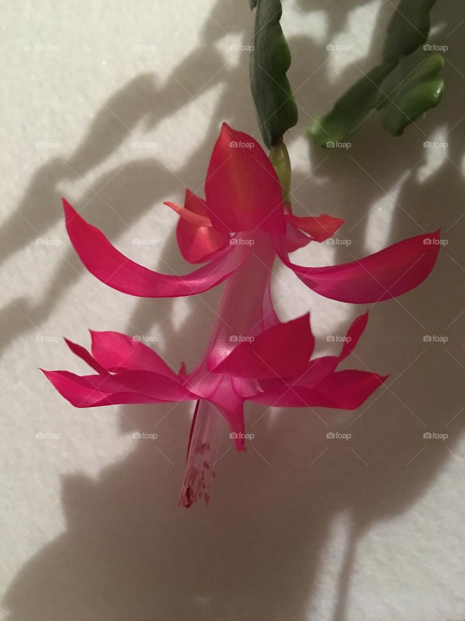 Christmas cactus 