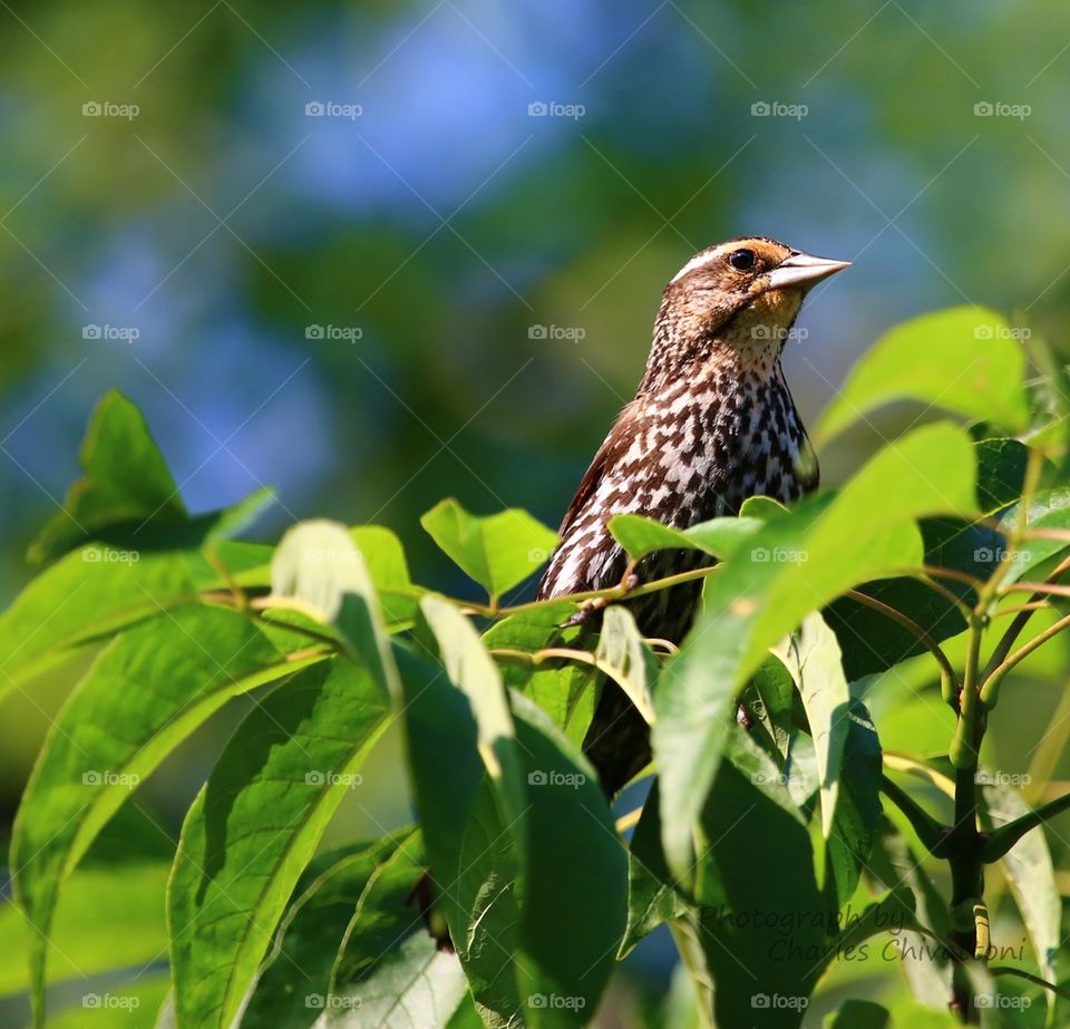 Bird in the Bush