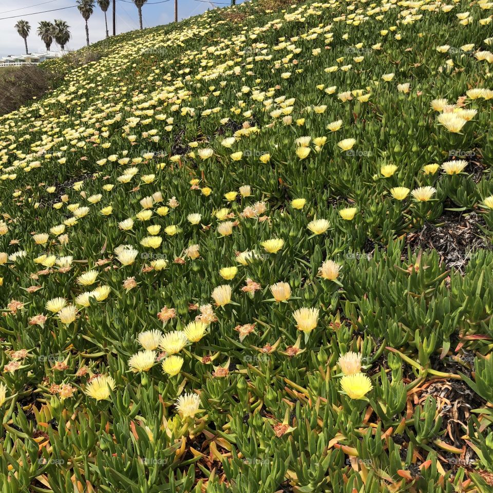 Ice Plant Hillside