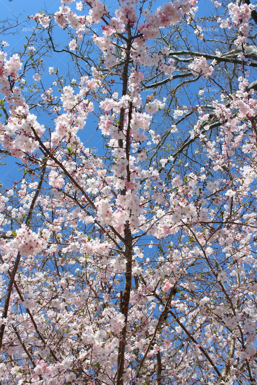 Pink cherry blossoms against sky