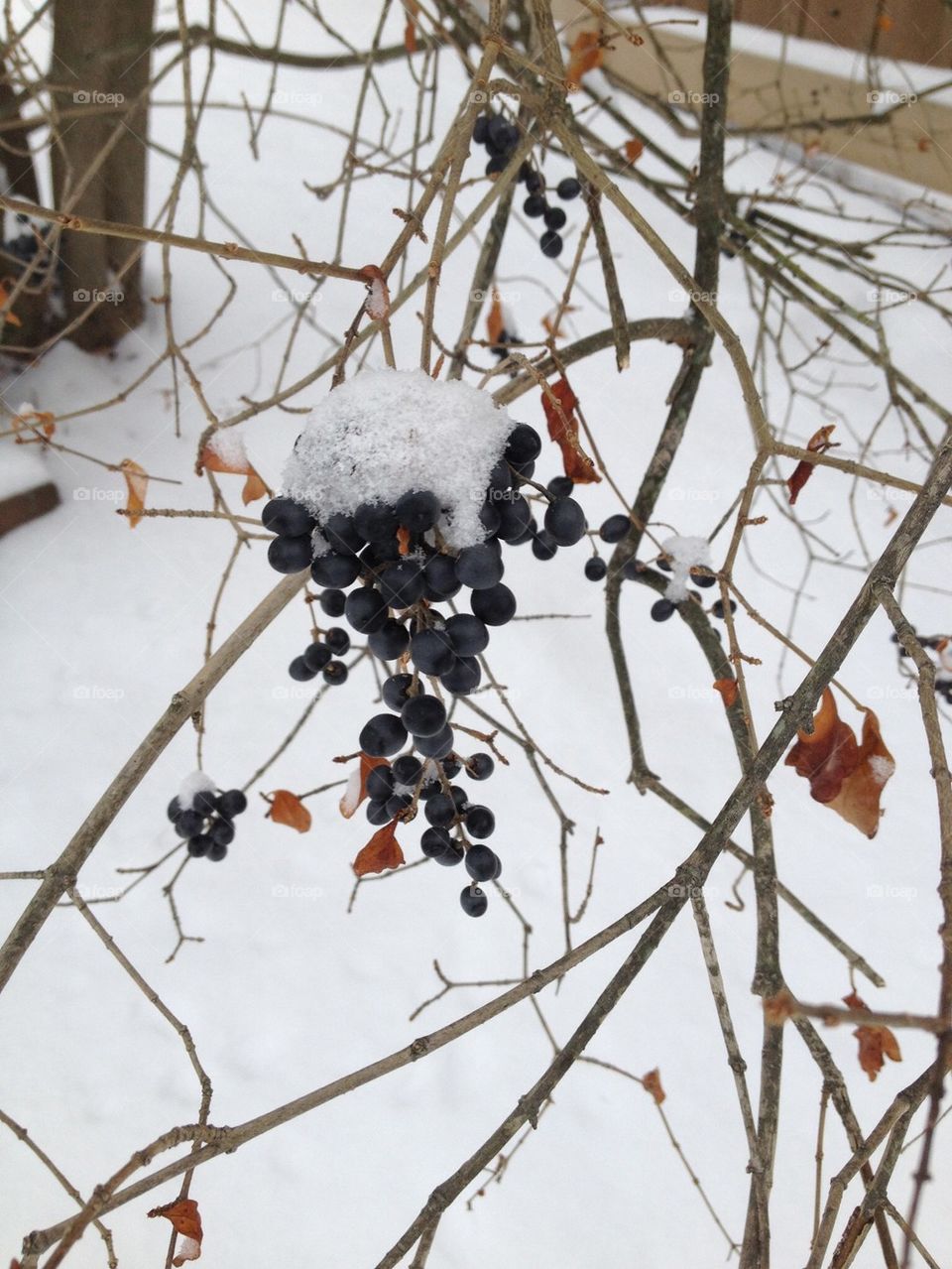 snow on berries