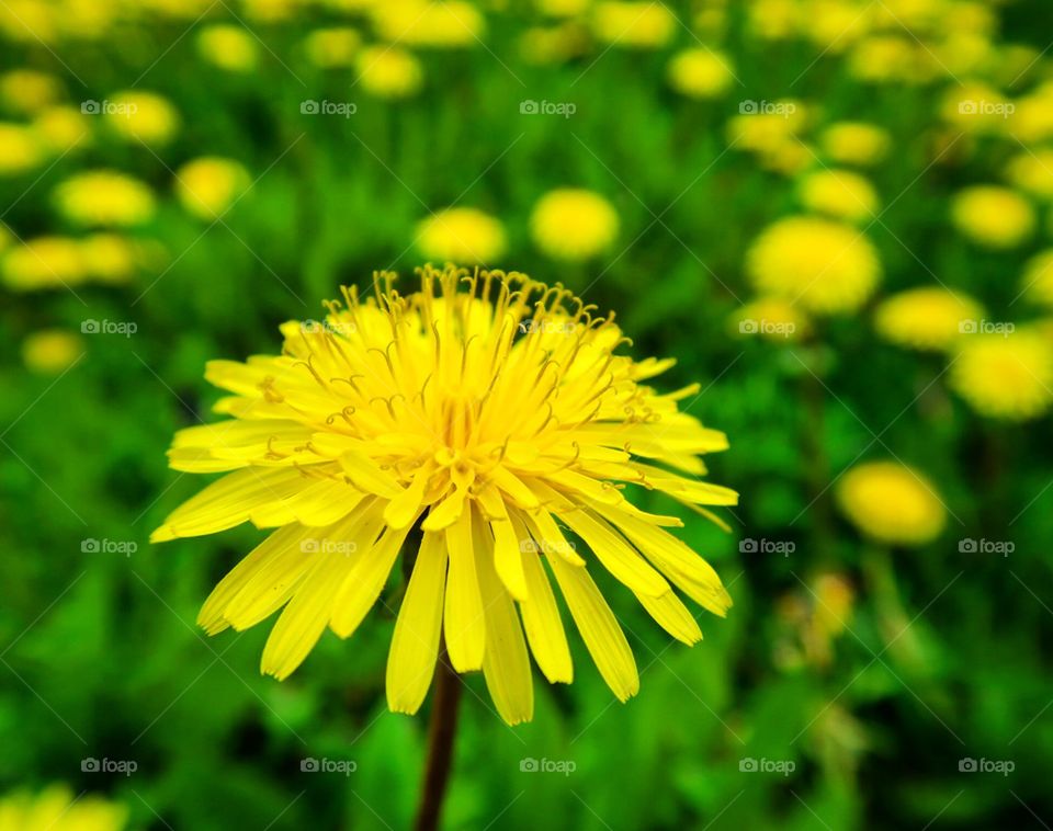 Bright  yellow  dandelion 