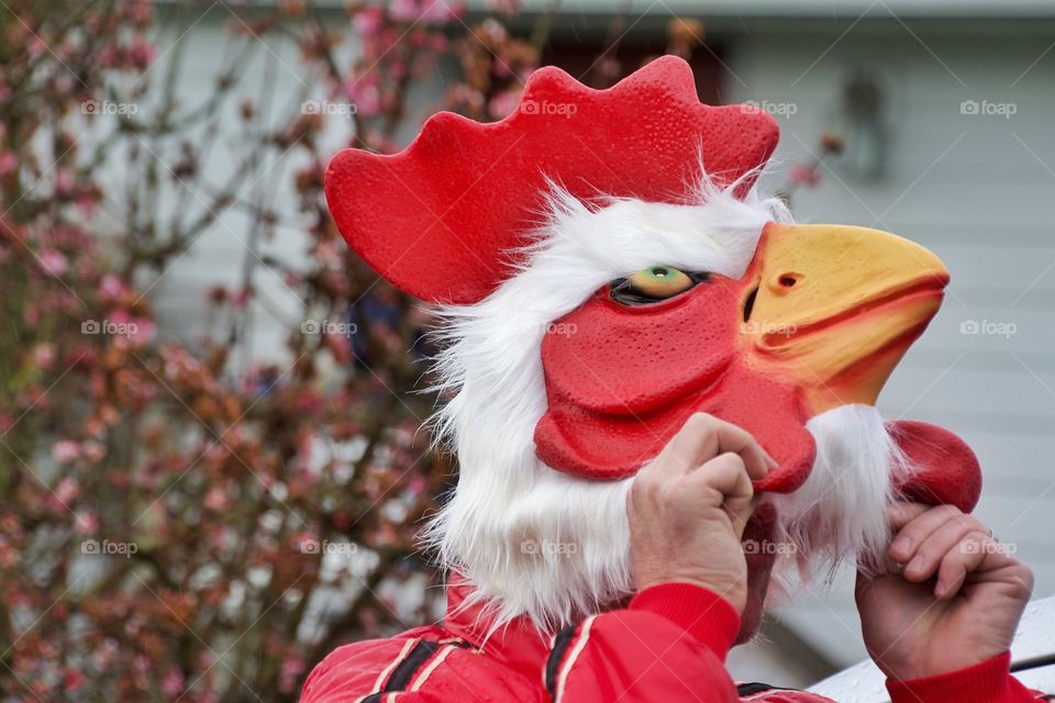 Chicken parade