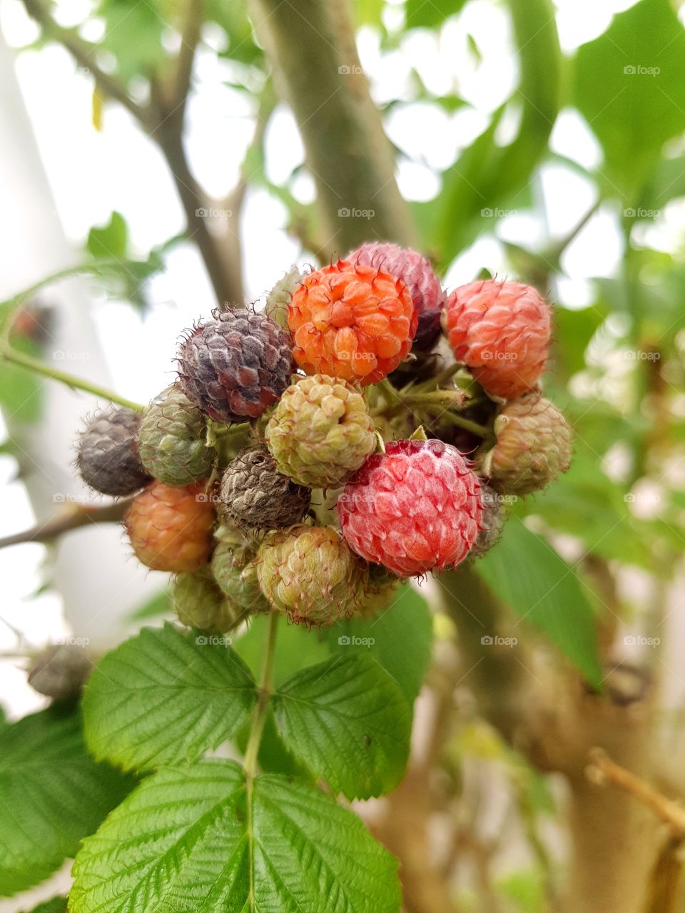 frambuesa tomada desde su árbol