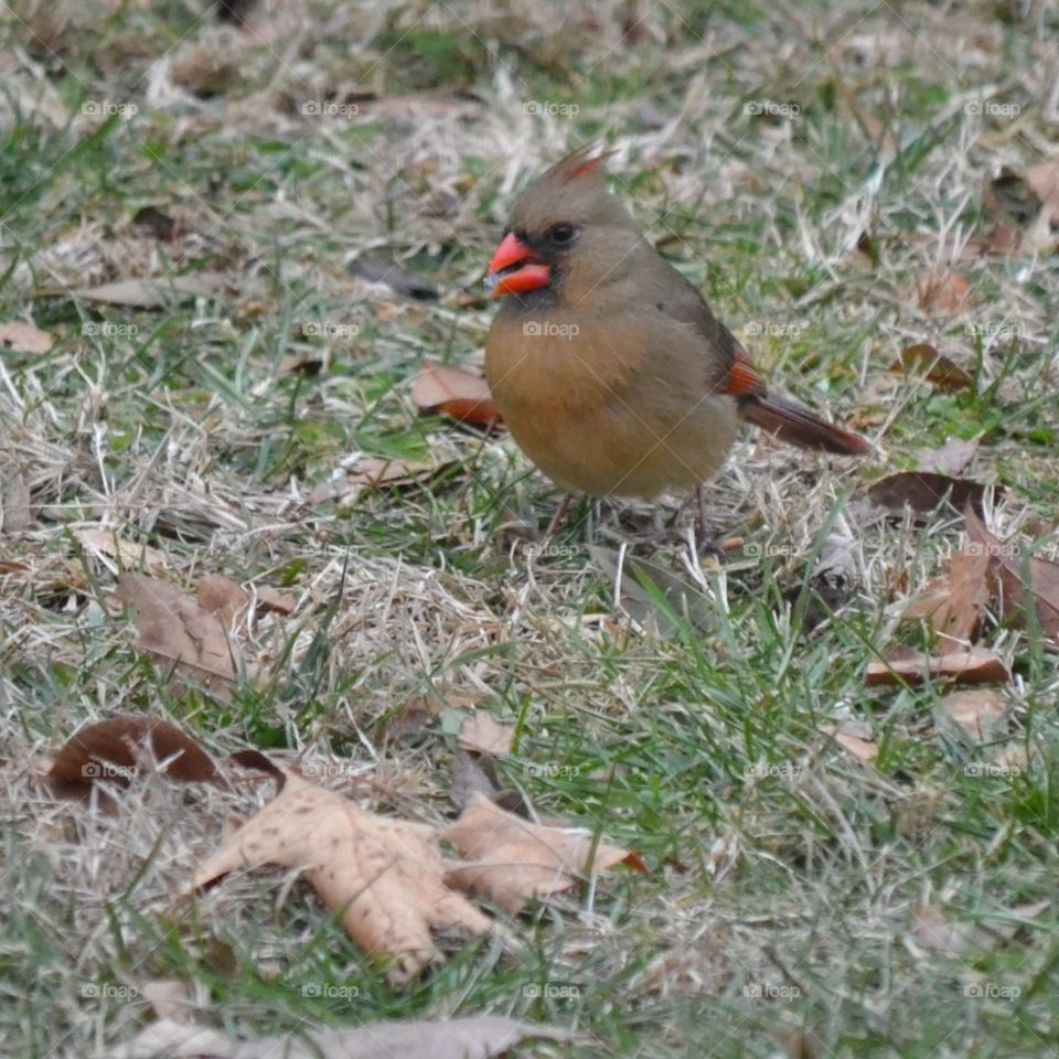 female cardinal