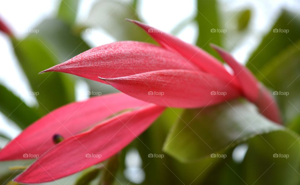 red flower bromeliad house plants blooming