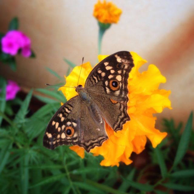 butterfly . a pretty visitor to my garden