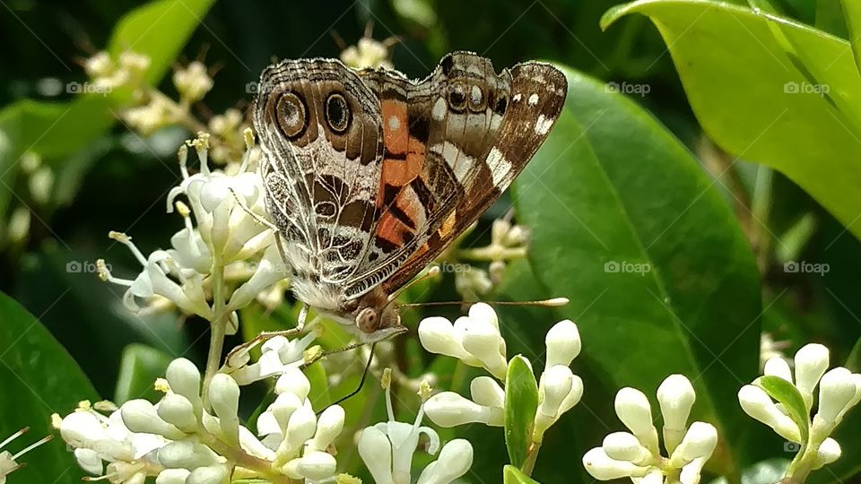 Nature, Butterfly, Insect, Animal, Flower