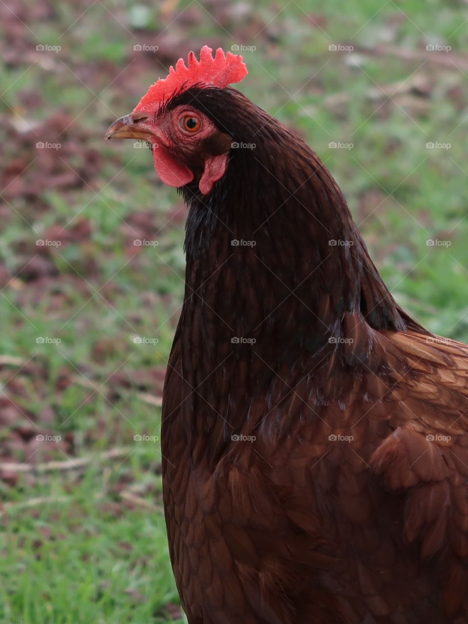 A brown rooster with red parts searches for feed in the farmyard full of fresh spring grass. 