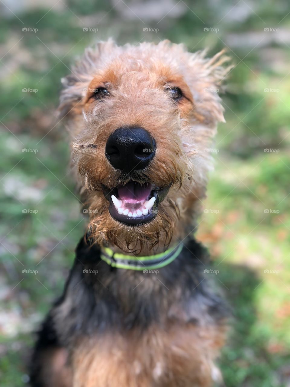 Airedale Terrier Smile 