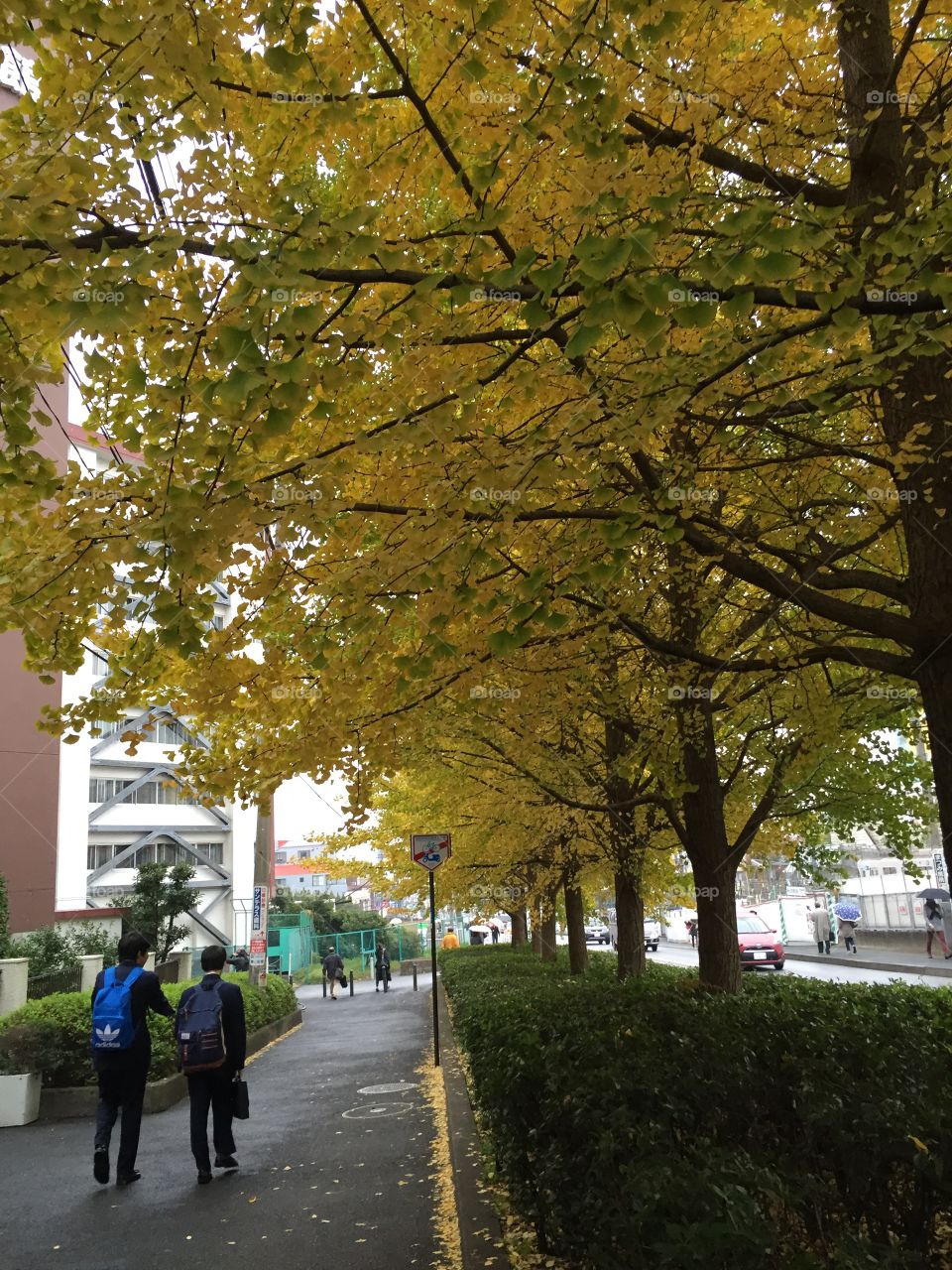 Japan autumn leaves 